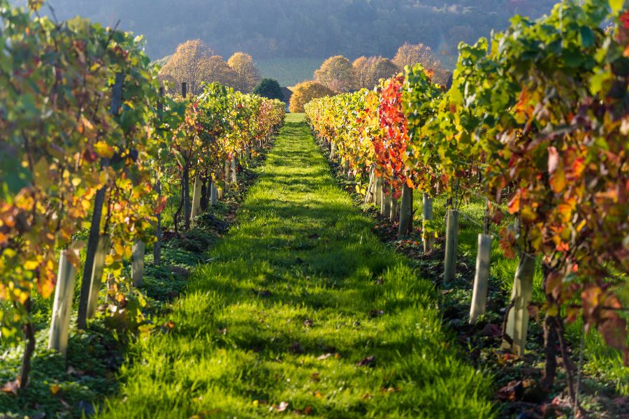 Vineyards at Denbies Wine Estate in the UK in fall and leaves starting to change colors